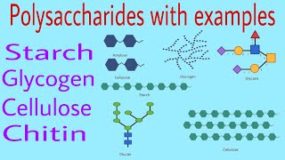 Polysaccharides with examples Starchglycogencellulose and chitin by Ak lec 9 [upl. by Tolland100]