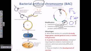 Bacterial artifical chromosome BACs [upl. by Damick280]