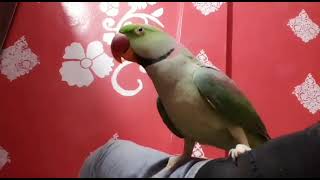 RAW The Best Talking Parrot [upl. by Assiron]