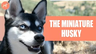 Mini Husky Dog Breed Info  The Tiny Version Of An Extraordinary Breed [upl. by Senilec]