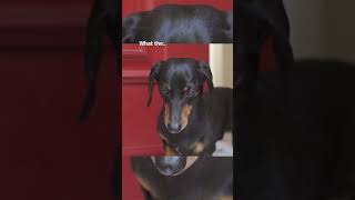 How dachshund puppy arrived at new home [upl. by Ditmore]