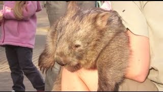 Holding an Australian Wombat [upl. by Assedo]