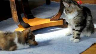 Shetland sheepdog puppy plays with a young maine coon [upl. by Anaiek]