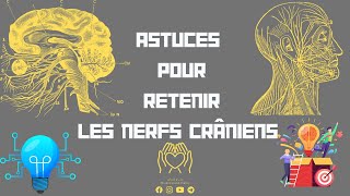 💡Astuces pour retenir les nerfs crâniens des Méthode de mémoriser sans oublier📝 [upl. by Ateuqram234]