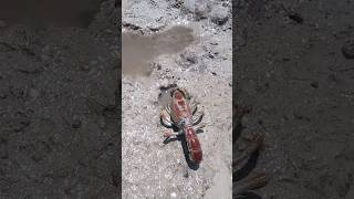 What crustacean is this 😲 seacreatures youtubeshorts [upl. by Kra28]