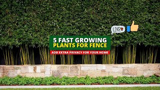 Extra Privacy Ideas 5 Fast Growing Plants for Fence 👍👌 [upl. by Gnod]