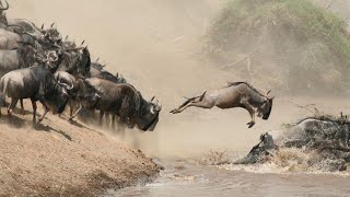 During the great migration in Kenya [upl. by Anoirtac]