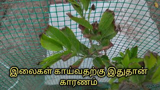 செடிகளில் இலை கருக இதுதான் காரணம் why plants leaves trying  potassium deficiency  Gardening tamil [upl. by Fergus101]