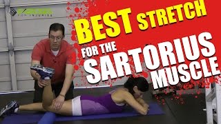 Best Stretch for the Sartorius Muscle [upl. by Cirdec728]