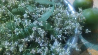 அருசுவை பச்சடி in 1 min easy recipe all taste pachadi  Mom and dds kitchen [upl. by Austine]