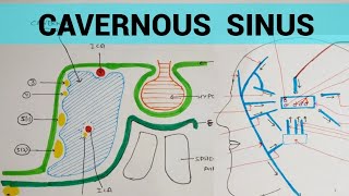 Cavernous Sinus  Head amp Neck [upl. by Baumann]