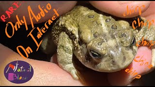 Cameraman catches Bufo Toad Hypnotoad Toadally [upl. by Bradshaw]