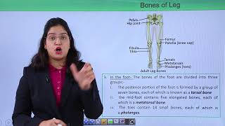 Class10th – Bones of Leg and Foot  Locomotion and Movement  Tutorials Point [upl. by Nihhi]