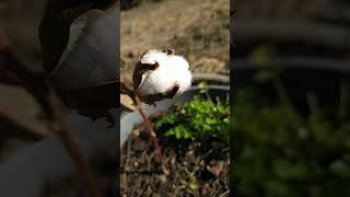 Growing cotton from seed organic cotton shortsvideo [upl. by Louisette]