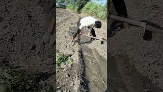 Farmer malwa stutus viealreels short [upl. by Nailimixam]