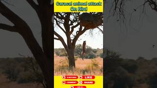 Caracal animal attack on the Birds animals wildanimals shortsviral [upl. by Atiuqehs]