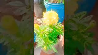 Mera Chhota sa garden ytshorts train gardeng flowers 👍🌷 [upl. by Amorita]