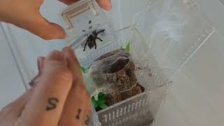 Rehouse Caribena versicolor Antilles pinktoe tarantula [upl. by Anigroeg]