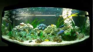 Cichlids Malawi Tanganyika 450L [upl. by Delp433]