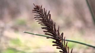 How do ostrich fern fiddleheads reproduce [upl. by Miarfe309]