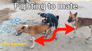 Fighting to mate dogs The Dodo MrBeast animals dogs puppy dog k1 viral cats [upl. by Ermeena]