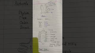 Sycon ka Canal system structure [upl. by Annaig]