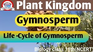 Gymnosperm part 3 Life cycle of gymnosperm NCERT Biology bio biology with Biowali [upl. by Eeznyl]