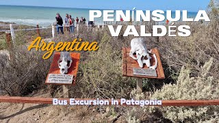 4K Península Valdés Wildlife Bus Excursion in Patagonia Chubut Argentina [upl. by Aisad]