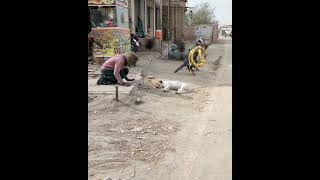 Prank with dog animal funny video shorts viral [upl. by Arinaj]