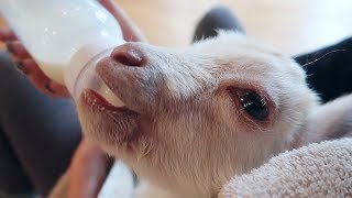 Baby Goat Drinking Milk ASMR [upl. by Ecienahs]