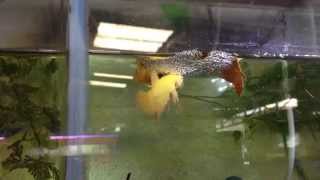 การเพาะปลากัดง่ายๆ Breeding Betta ลุงอ๋า Goldenbetta [upl. by Griseldis588]