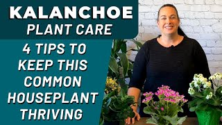 Best Tips for KALANCHOE Plant Care  How Professionals Care For Their Kalanchoes [upl. by Giralda]