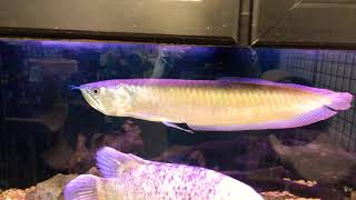 HUGE Silver arowana and HUGE Gourami  Giant Aquarium fish [upl. by Eldred]