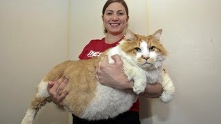 Fattest Cat in the World Massive Moggie Garfield Takes The Title Of Worlds Fattest Cat [upl. by Noet85]