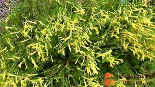 Jak pěstovat dračík jehlicolistý Penstemon pinifolius quotMersea Yellowquot [upl. by Keli]