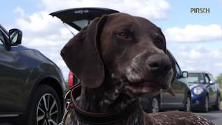 Einweisen von Jagdhunden zum Apport  Jagdhundeausbildung [upl. by Zzabahs853]