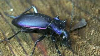 Carabus violaceus [upl. by Breger]