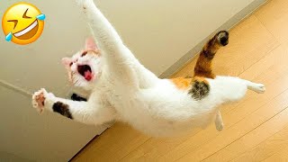 New Funny Animals 🤣 Funniest Cats and Dogs Videos 😻🐶 Part 9 [upl. by Ailegra]