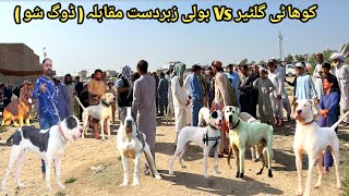 Kohati Gultair Vs Bully Kutta Zabardast Moqabla In Kohat Dogs Market  Pk Animals [upl. by Amairam]