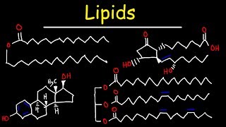 Lipids  Fatty Acids Triglycerides Phospholipids Terpenes Waxes Eicosanoids [upl. by Ecnarepmet]