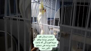 Tail bobbing respiratoryvirus animal parrot cockatielbird birds [upl. by Ahsirtal]