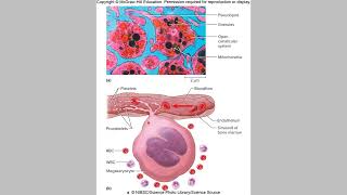 Blood Part 6 Thrombocytes and Hemostasis [upl. by Mic]