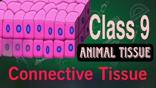 Animal Tissue Connective Tissuetype of connective tissueBiologyClass 9 [upl. by Edva]