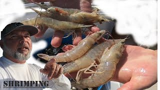 Shrimping Small Trawl Net and Processing our Catch We Encounter Dangerous Sea Monsters in Our Net [upl. by Krusche]