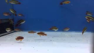 🐟 Poissons  Apisto Agassizi double Red [upl. by Dulcinea81]