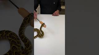 Venomous snake bite a sausagefinger video shorts viral [upl. by Yelsiap619]