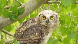 Baby Great Horned Owl headbobbing [upl. by Animaj409]