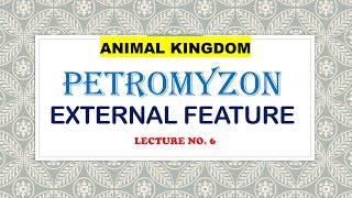 EXTERNAL FEATURES OF PETROMYZONANIMAL KINGDOM [upl. by Oneill234]