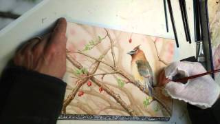 Cedar Waxwing Watercolor Painting Timelapse [upl. by Careaga]