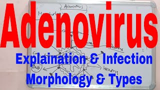 Adenovirus MicrobiologyAdenovirus InfectionAdenovirus MorphologyWhat is AdenovirusMicrobiology [upl. by Imrots]